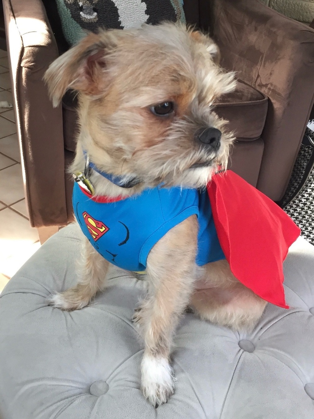 DC Comics Blue & Red Dog Superman Cape Costume Size Small